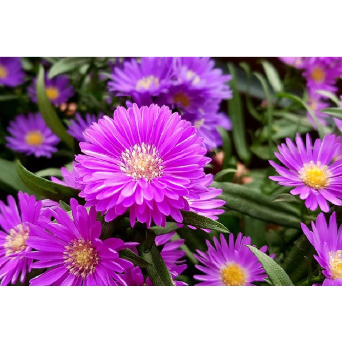 Hạt Giống Cúc Tím Echinacea chuẩn F1 Loại dễ trồng hoa nở đẹp chống sâu bệnh