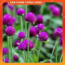 HẠT GIỐNG CÚC BẠCH NHẬT TÍM GÓI 50 HẠT