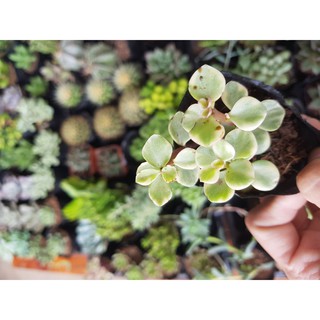 Sen đá đô la trắng Portulacaria afra “Elephant Bush” và xanh ( Đọc mô tả) Portulacaria Afra 'Variegata', Rainbow Bush
