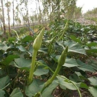 Hạt giống rau chom chan Thái Lan