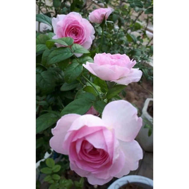 Gốc hồng bánh tẻ  -70k/10 gốc - tặng kích rễ