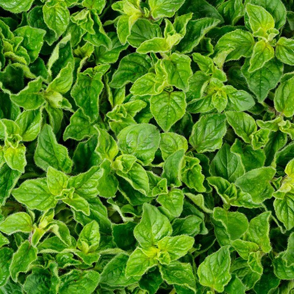 100h Hạt Giống Sweet Marjoram Kinh Giới Ngọt