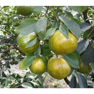 GIỐNG CÂY QUÝT ĐƯỜNG ÔN CHÂU ( CHO TRÁI SIÊU SỚM )
