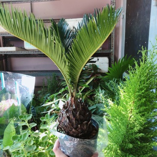 Cây Vạn tuế