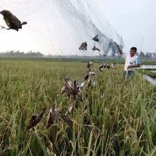 Lưới bẫy chim tàng hình Thái Lan 25m- lưới bẫy siêu nhạy