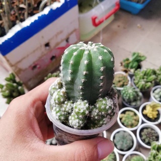 Cây xương rồng ( cây gửi ngẫu nhiên )