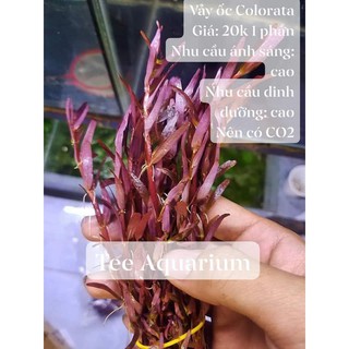 1 PHẦN VẢY ỐC SIÊU ĐỎ COLORATA THỦY SINH