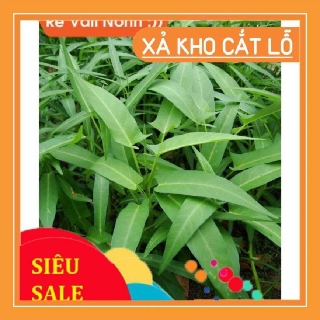 Hạt Giống Cà Chua Lùn Đỏ 30 Hạt