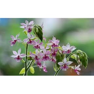 combo 4 CỦ ĐỊA LAN BẦU RƯỢU