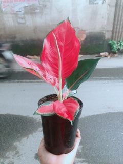 Cây Phú Quý Đỏ Giống Đặc Biệt