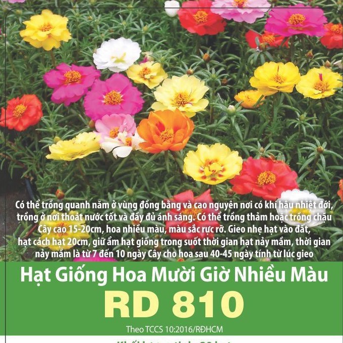 [Chính Hãng] 200 Hạt Giống Hoa Mười Giờ Nhiều Màu Rd 810 Rạng Đông (Gói 0,03g), Trồng Quanh Năm