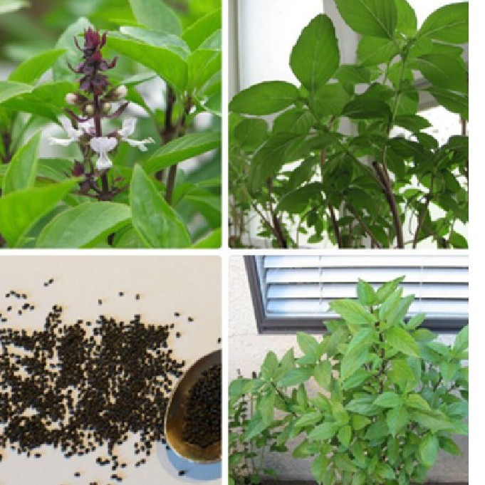 Hạt giống rau húng quế  { gói 5gram }