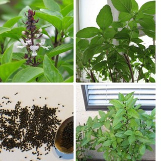 Hạt giống rau húng quế  { gói 5gram }