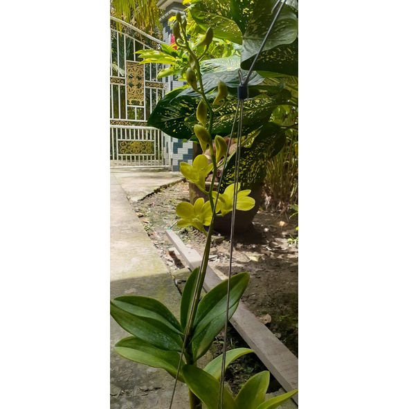 Hoa Lan Dendro Nắng Vàng Chanh Phú Quý