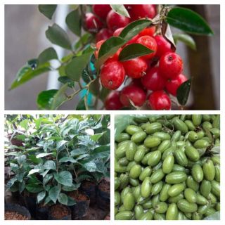 Cây giống nhót ngọt