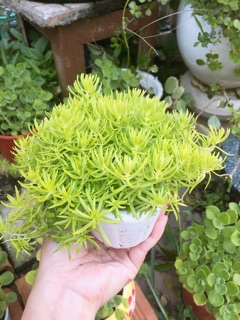Cây mười giờ Úc