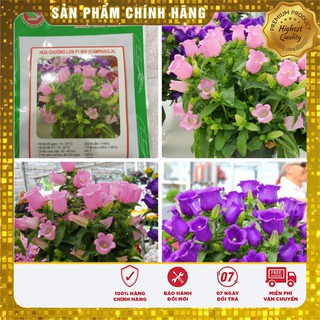Hạt Giống Hoa Chuông Mix(30 hạt)