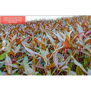 huyết tâm lan gân trắng