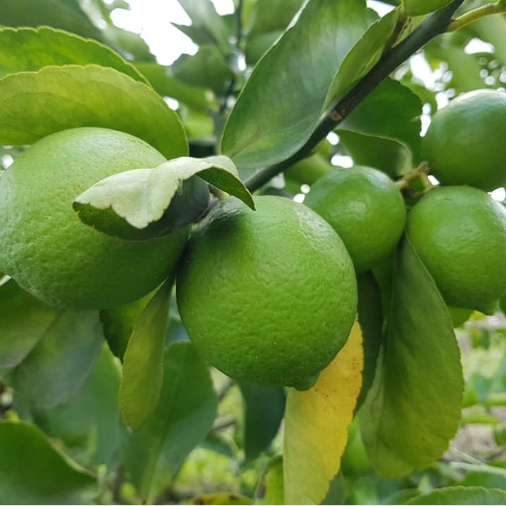 Cây Giống Chanh Tứ Quý - Chanh Tứ Thời Cây Ghép Cho Quả Sau Một Năm Trồng