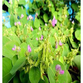 Hạt giống Kim tiền thảo ( cây dược liệu ) 50 hạt