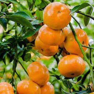Cây giống quýt hồng