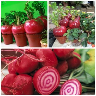 HẠT GIỐNG CỦ CẢI ĐỎ KHỔNG LỒ