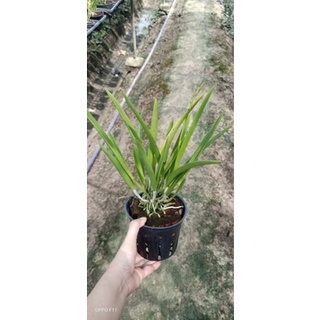 Lan Brass trưởng thành hoa sổ số