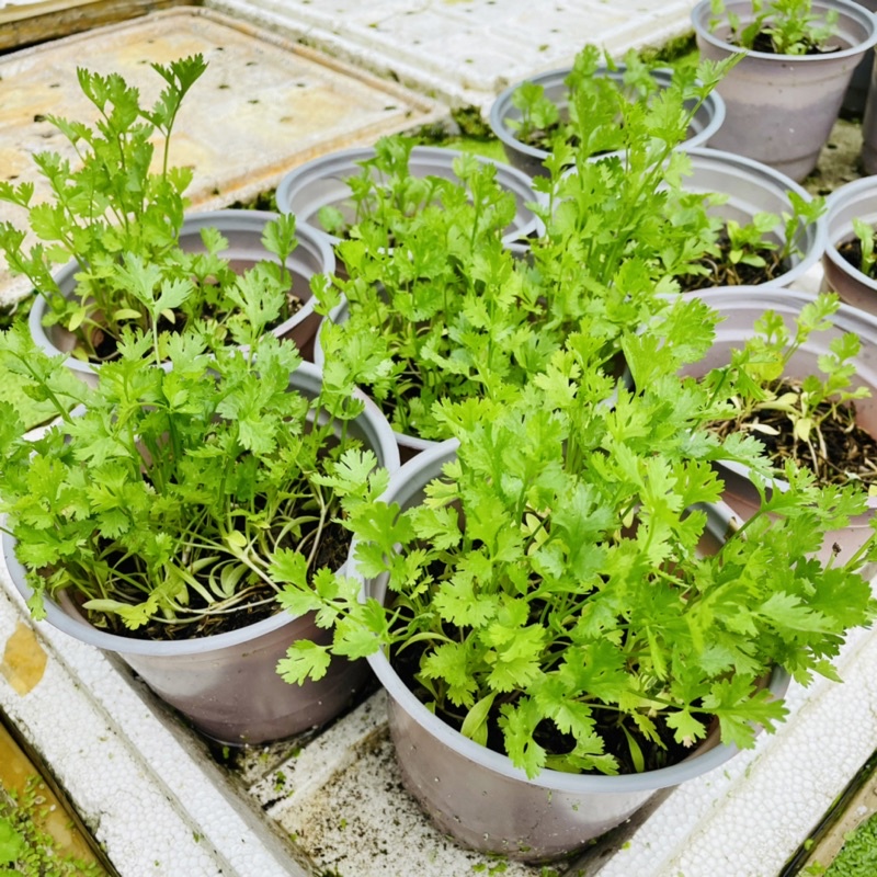 Cây Giống Ngò Rí