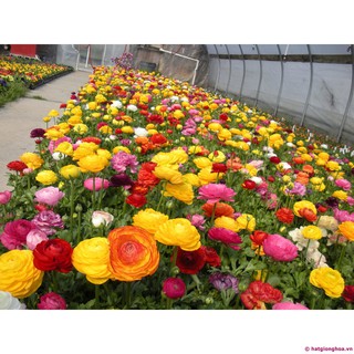 Hạt giống hoa hồng ri ba tư nhiều màu (Hoa mao lương)