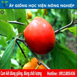 cây hồng đỏ quả đỏ mọng khi chín
