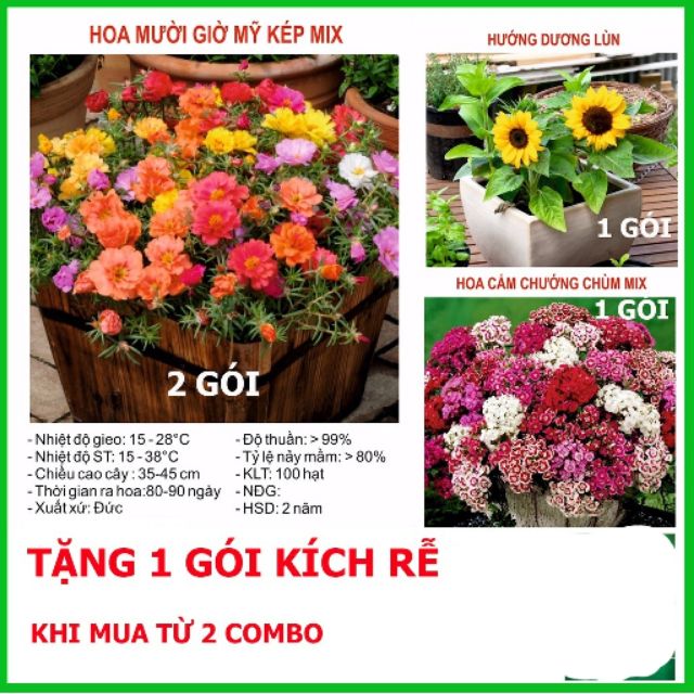 Combo Hello Summer 4 Gói 1x Hạt Giống Hoa Mười Giờ Mỹ , 2 x Hoa Hướng Dương túi zip và 1x Hoa Cẩm Chướng