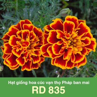 Hạt Giống Vạn Thọ Pháp Ban Mai 835