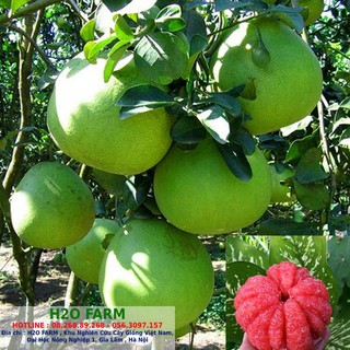 Cây bưởi ruby, cây bưởi giống, giống bưởi ruby thái - H2O FARM