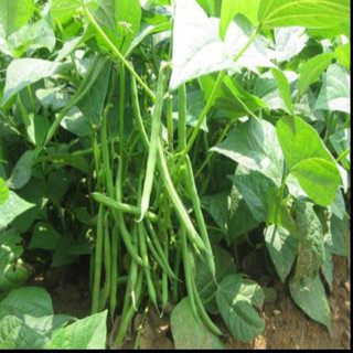 15 gram hạt giống đậu cove lùn siêu quả lên 100%