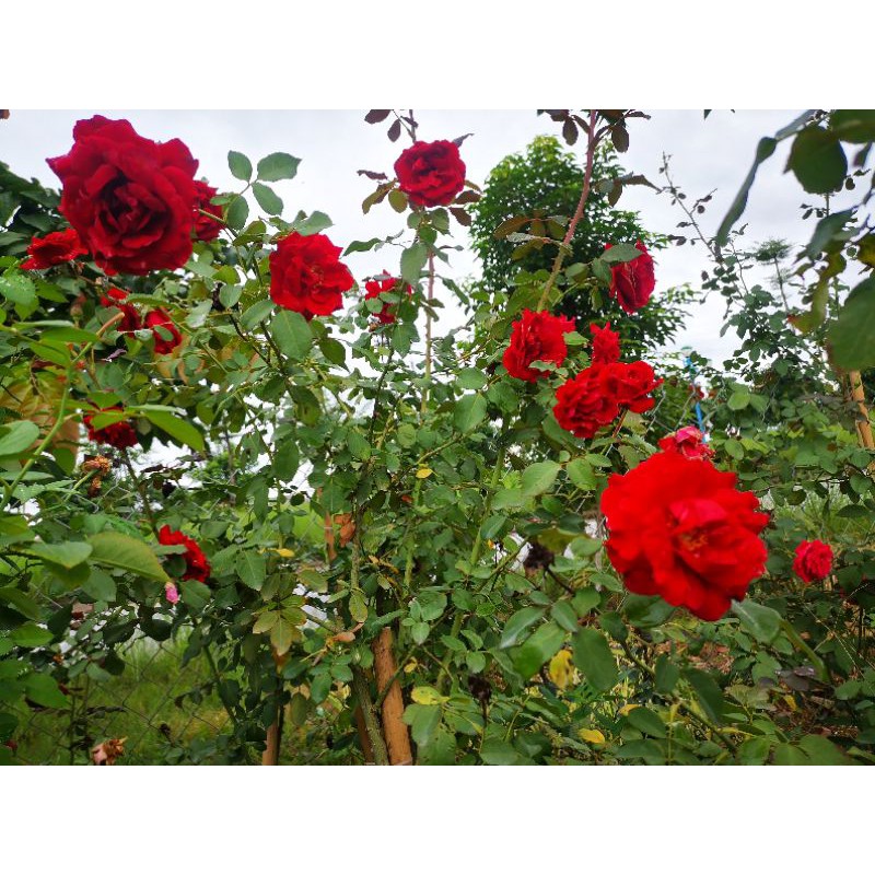 Bầu hoa hồng leo Cổ Hải Phòng