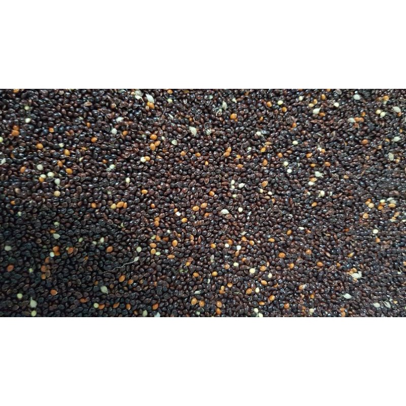 Kê đen cho gà, vẹt, hamster gói 500g - 1kg