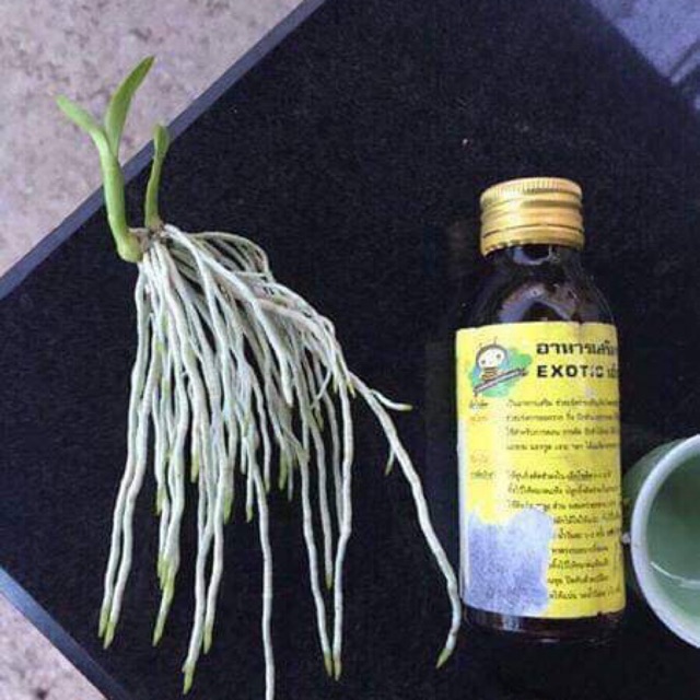 Kích rễ Thái Exotic