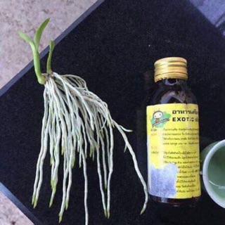 Kích rễ Thái Exotic