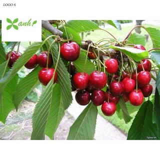 Hạt giống Anh đào (Cherry) (10 hạt)