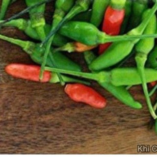 0.1Gr Hạt Giống Ớt Xiêm Thái Lan