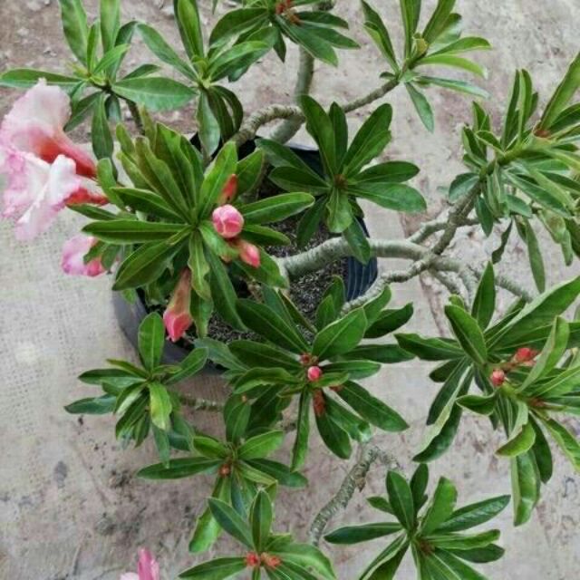 Cây sứ kỳ duyên