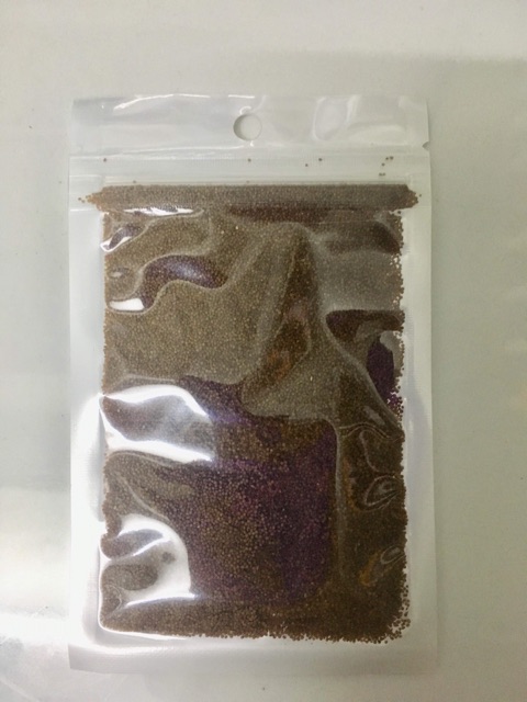 HẠT GIỐNG TRÂN CHÂU NGƯU MAO CHIÊN ƯƠM MẦM CÂY THỦY SINH