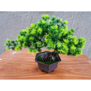 Chậu cây bonsai trang trí tết