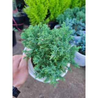 [ MỚI ] Cây tùng lá kim (hợp tuổi thân )