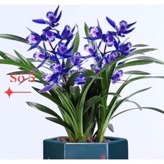 địa lan santo(1cây) hoa Tết