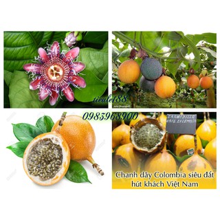 Hạt giống Chanh dây siêu ngọt Colombia (HG Nga)