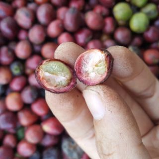 Combo 3 kg cà phê hạt nguyên chất Robusta rang bơ