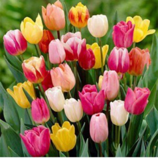 10 củ giống hoa tulip 10 màu