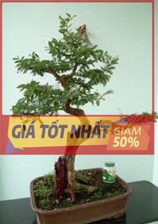 (GIẢM GIÁ) Cây LINH SÂM bonsai mini