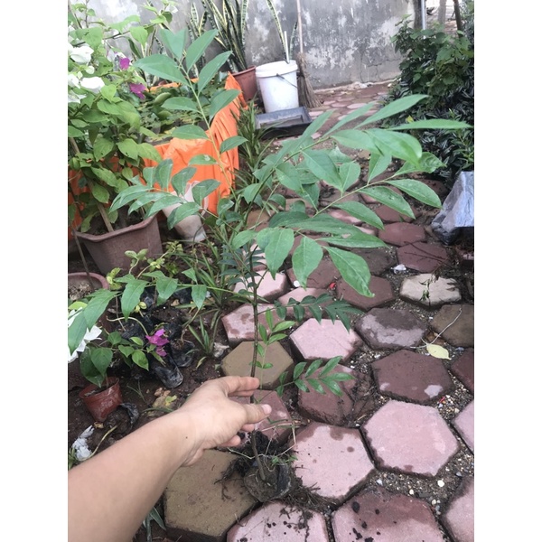 Cây Mắc Mật